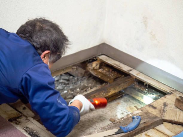 Best Localized Mold Remediation (e.g., coastal areas, humid climates) in Suncoast Estates, FL