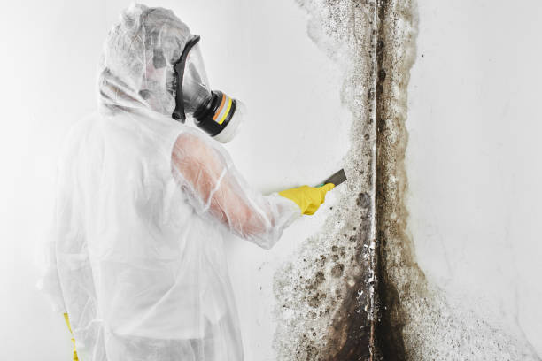 Best HVAC Mold Remediation in Suncoast Estates, FL