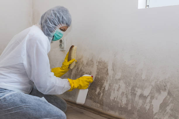 Best Post-Flood Mold Remediation in Suncoast Estates, FL