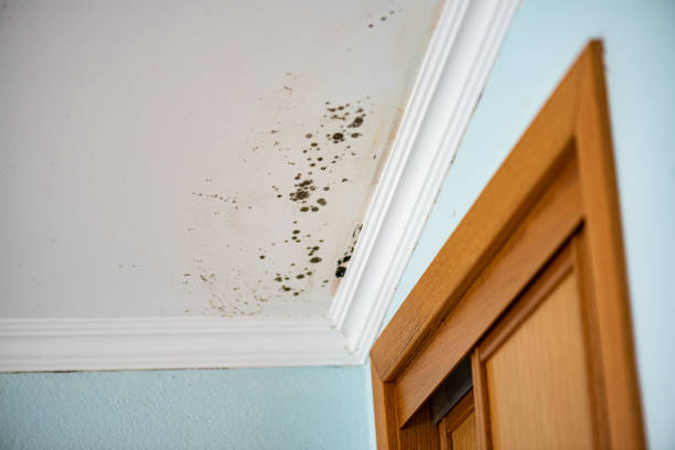 Suncoast Estates, FL Mold Remediation Company