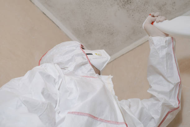Best Health and Safety Mold Remediation in Suncoast Estates, FL