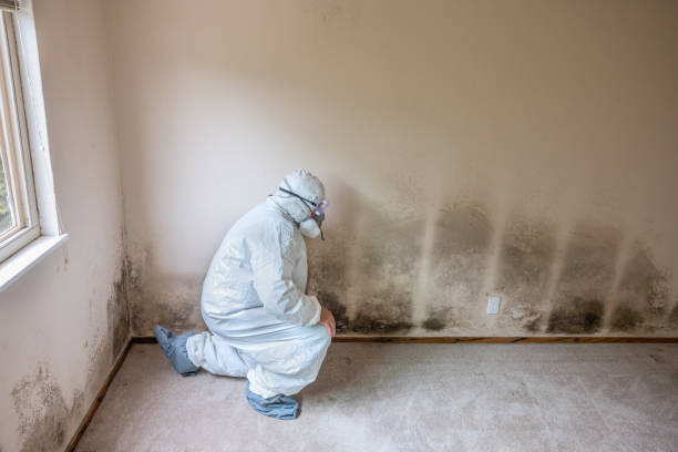 Best White Mold Remediation in Suncoast Estates, FL