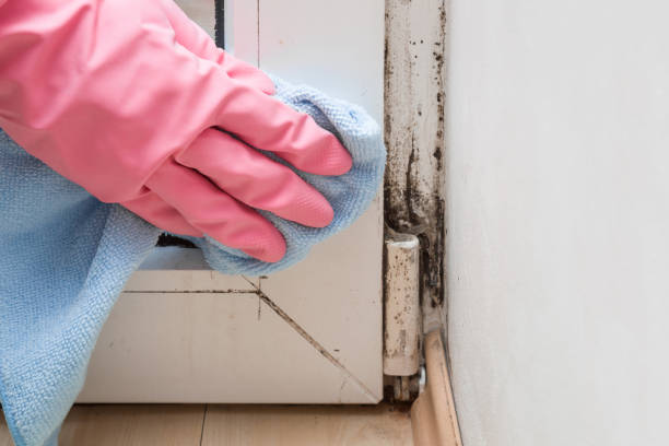 Best Emergency Mold Remediation in Suncoast Estates, FL